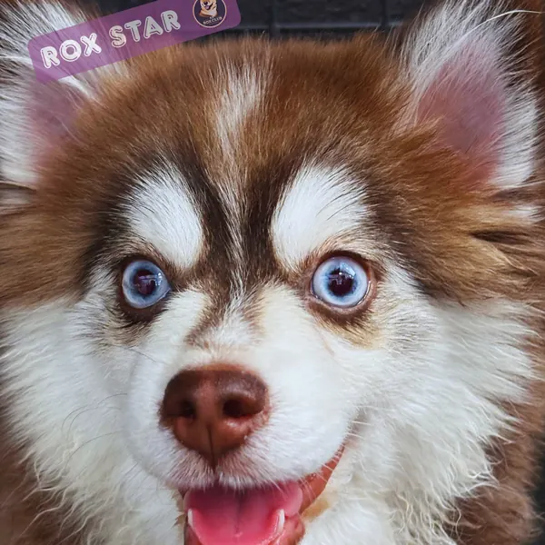 Rox Star: red and white Pomsky with blue eyes at K9 Rox Club
